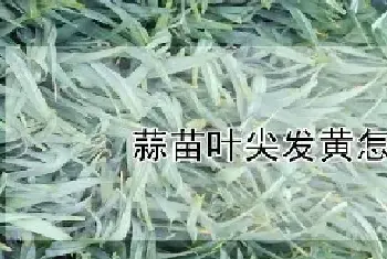 蒜苗叶尖发黄怎么办