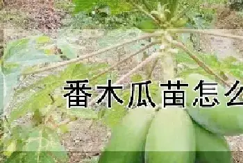 番木瓜苗怎么培育