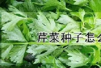 芹菜种子怎么种