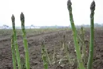 高产芦笋需要掌握的种植技术有哪些？