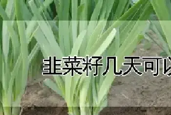 韭菜籽几天可以出土