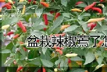 盆栽辣椒蔫了怎么办