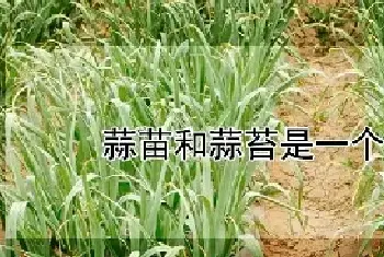 蒜苗和蒜苔是一个东西吗