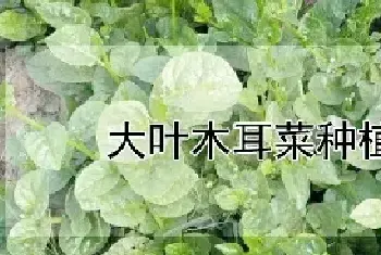 大叶木耳菜种植方法