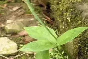 中药材半夏的高产种植技术讲解