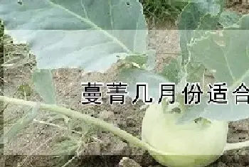 蔓菁几月份适合种植