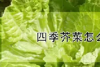 四季芥菜怎么种