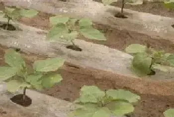 茄子定植后管理技术