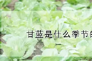 甘蓝是什么季节的蔬菜