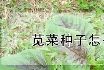 苋菜种子怎么种