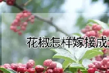 花椒怎样嫁接成活率高