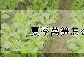 夏季莴笋怎么种