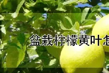 盆栽柠檬黄叶怎么办