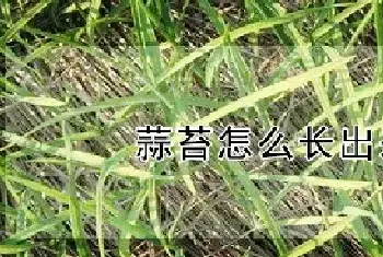 蒜苔怎么长出来的