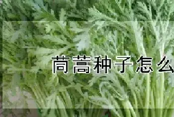 茼蒿种子怎么催芽