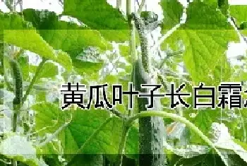 黄瓜叶子长白霜怎么办