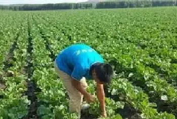 甜菜种植技术讲解