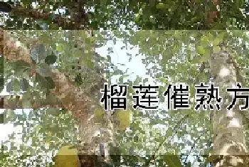 榴莲催熟方法