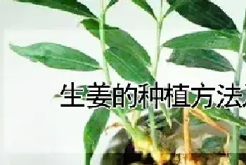 生姜的种植方法及季节