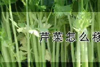 芹菜怎么移栽