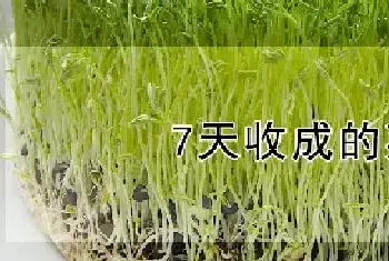 7天收成的菜