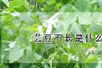 芸豆不长是什么原因