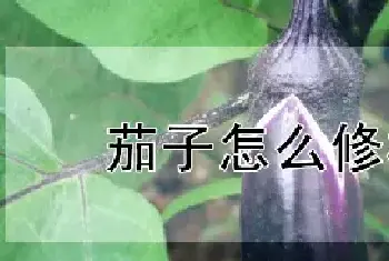 茄子怎么修枝条