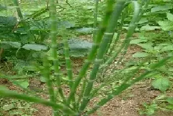 节节草的种植前景如何