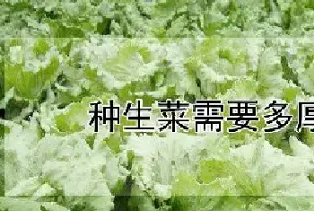 种生菜需要多厚的土