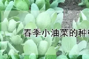 春季小油菜的种植方法