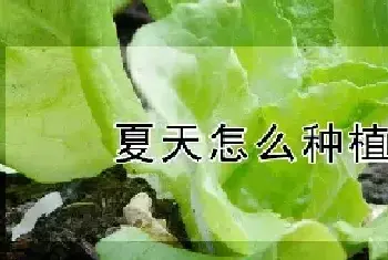 夏天怎么种植生菜