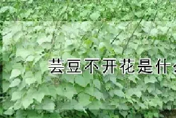 芸豆不开花是什么原因