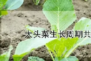 大头菜生长周期共多少天