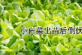 小白菜出苗后倒伏怎么办