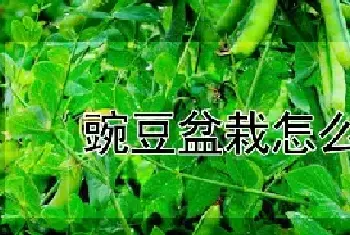 豌豆盆栽怎么种好