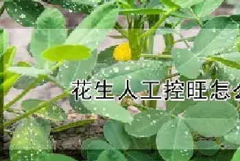 花生人工控旺怎么摘心