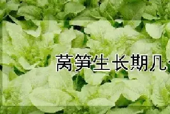 莴笋生长期几个月