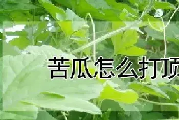 苦瓜怎么打顶摘心