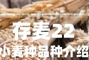 存麦22小麦产量有多少？存麦22小麦种品种介绍