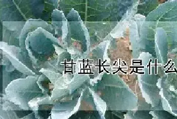 甘蓝长尖是什么原因