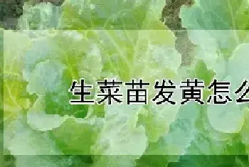 生菜苗发黄怎么回事