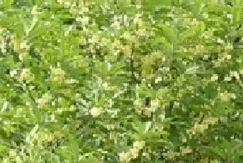 平塘县万亩茶园内种植桂花树