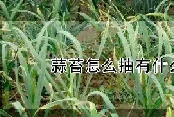 蒜苔怎么抽有什么技巧