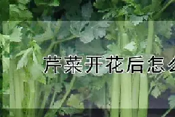 芹菜开花后怎么处理