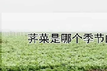 荠菜是哪个季节的蔬菜