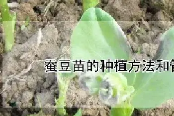 蚕豆苗的种植方法和管理技术