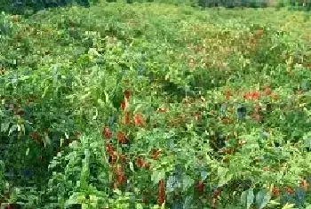 朝天椒田间种植技术