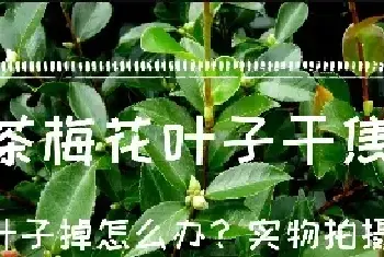 茶梅花叶子干焦叶子掉怎么办？