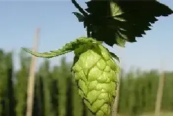 啤酒花的田间种植管理技术