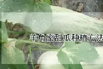 羊角蜜甜瓜种植方法和管理